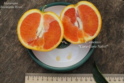 C.sinensis ara Cara Navel2